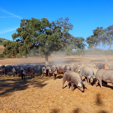 Гостевой дом Casa Rural Finca Los Conventos En Adamuz Cordoba Экстерьер фото