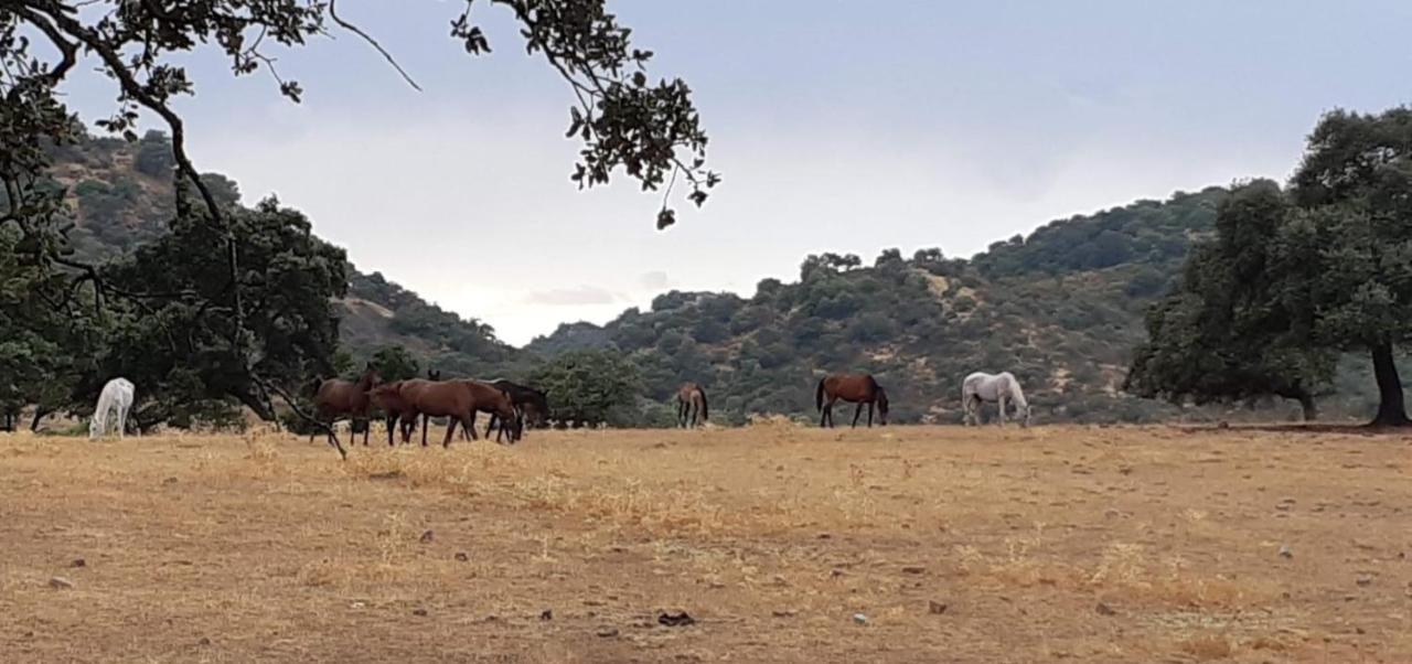 Гостевой дом Casa Rural Finca Los Conventos En Adamuz Cordoba Экстерьер фото